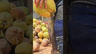 Dangerous cutting of dry coconuts  Addictive coconut cutting skills shorts [upl. by Yennek]