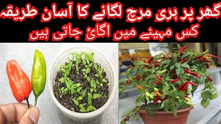 How to grow green chilli plant at home  How to collect green chilli seed from fruit [upl. by Carolee]