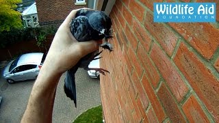 GoPro rescue  Pigeon hanging by the beak [upl. by Shirlie28]