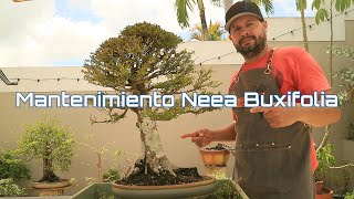 Mantenimiento Neea Buxifolia – Amabi Bonsai Puerto Rico [upl. by Esinehs]