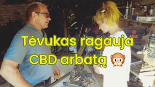 Mama ragauja keksiuką su CBD  Tėvukas vartoja arbatą  Popieriaus pjaustymo aparatas  Live [upl. by Eiroc]