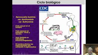 SAP104quotABquotSARCOSPORIDIASIS SARCOCYSTISSIGNOSESPECIES vd17 DR JOSÉ LVACA ENFERMPARASITARIAS II [upl. by Pillow]