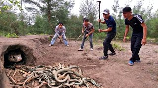 Catch 100 Extremely Poisonous Black Gold Snakes With Bare Hands [upl. by Anibas55]