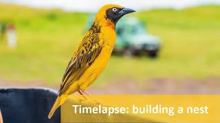 Timelapse of weaver bird building a nest [upl. by Swee]