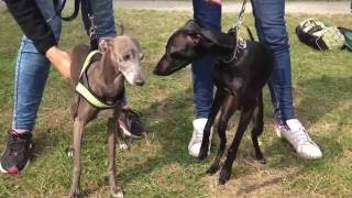 Coursing first Run  whippetitalian greyhound [upl. by Retsev]