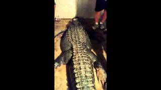 Footage shows record 920 pound alligator being caught in Lake Eufaula [upl. by Spada996]