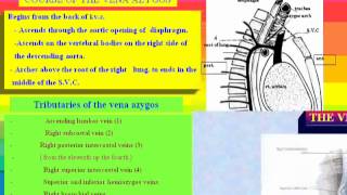 4 c Azygos vein د  احمد مصطفى كمال [upl. by Naimaj]