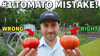 Youre Picking Tomatoes WRONG NEVER Vine Ripen A Tomato Again [upl. by Ring]