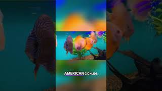 FishFolio Your Ultimate Guide to Freshwater Aquarium Fish 🐠 [upl. by Liw67]