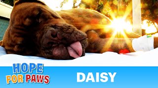 Hope For Paws in Florida  Daisy Dogue de Bordeaux rescue French Mastiff  Please share story [upl. by Yelwar]