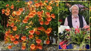 BIGNONE ET CAMPSIS  DEUX SUPERBES GRIMPANTES À LA FLORAISON SPECTACULAIRE Le Quotidien du Jardin [upl. by Ardiedal]