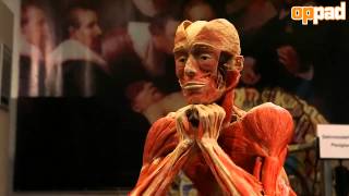 Visit to Gunther von Hagens BodyWorlds in Guben [upl. by Yesnyl]