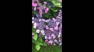 Barnstable Hydrangea Tour [upl. by Perla]