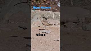 playero birds whimbrel beach [upl. by Aneral816]