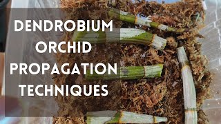 How to propagate dendrobium orchids orchids dendrobiumorchidcare [upl. by Obeng]