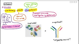 116 Antibodies Cambridge AS A Level Biology 9700 [upl. by Shedd]