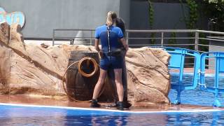 Mallorca Seal dancing [upl. by Tory]