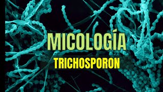 TRICHOSPORON  Tema 18  Micología Microbacter [upl. by Brodsky965]