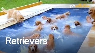 The Ultimate Funniest amp Cutest Golden Retriever Compilation 2021 [upl. by Schwinn]