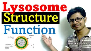 Lysosome structure and function [upl. by Trista]