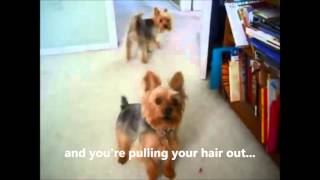 My Yorkie Barking Problem  I love My Yorkie temperament except barking [upl. by Merras]