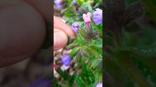 Cut here Pulmonaria deadheading lungwort [upl. by Anaujahs]