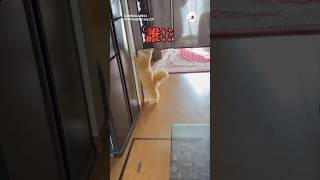 美容室行っただけなのに｜PECO ラガマフィン 猫 愛猫家 猫のいる暮らし ragamuffin cat catlover catlife [upl. by Araec]