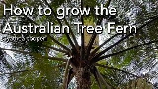 How to Grow the Australian Tree Fern  Cyathea cooperi [upl. by Eenat]