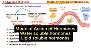 Mode of Action of Hormones  Hormones mode of Action [upl. by Nomla278]