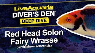 LiveAquaria® Diver’s Den® Deep Dive Red Head Solon Fairy Wrasse Cirrhilabrus solorensis [upl. by Tahp256]