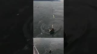 Flopping Flounder fish fishing ocean alaska FreeNatureTherapy [upl. by Natsirk]