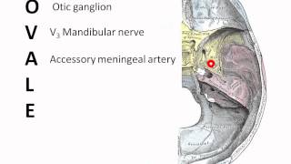 Contents of the Foramen Ovale [upl. by Ahsinet668]