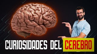 10 Datos Sorprendentes Sobre El Cerebro Humano Que No Sabías [upl. by Clywd317]