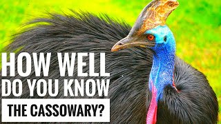 Cassowary  Description Characteristics and Facts [upl. by Eliath97]