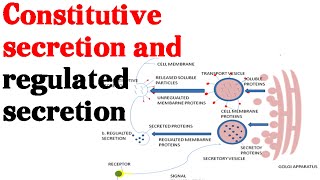 Constitutive secretion and regulated secretion  protein secretion pathway [upl. by Arimlede]