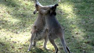 Wallaby fight [upl. by Wie]