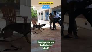 Belgian dog saving owner from thiefno one is harmed dogtraining belgian dogsintamilnadu shorts [upl. by Enytsuj]