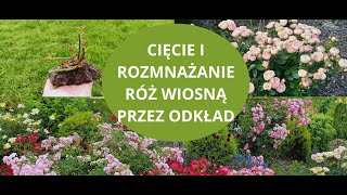 Cięcie i ukorzenianie róż wiosną Łatwy sposób [upl. by Yekcir]