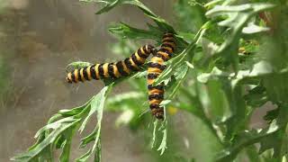 Cinnabar Moth Caterpillars Tyria Jacobaeae On Ragwort Plant Tudor Way Worcester UK 21st July 2024 [upl. by Bohannon]