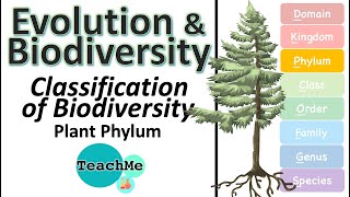 53  Classification Of Biodiversity  Plant Phylum  IB Biology  TeachMe [upl. by Kristal]