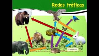 Transferencia de energia en los ecosistemas [upl. by Medina]