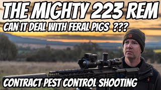 The Most Popular Rifle Cartridge in the WORLD  The Mighty 223Rem  Can It Deal with Feral Pigs [upl. by Nair]