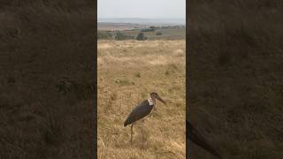 Marabou Stork  Maasai Safari Tour Kenya [upl. by Calisa]