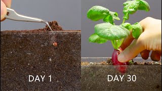 Time Lapse Growing Radish From Seed 30 Days In 2 minutes 4K [upl. by Nerad]