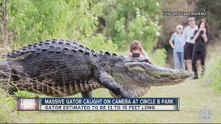 Only in Florida Video of HUGE gator in Lakeland goes viral [upl. by Erdua779]