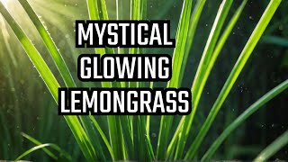 Lemongrass The Secret Super Herb You Didnt Know About [upl. by Consalve]