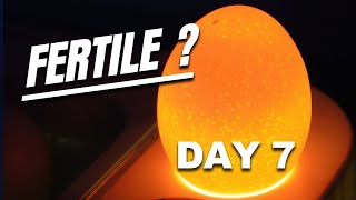 7th day Candling How To Spot Fertile Chicken Eggs In The Incubator [upl. by Mingche]