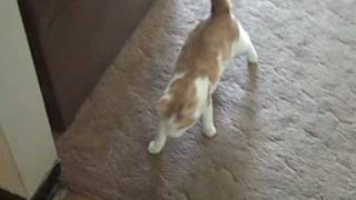 Lumpy a feral cat with cerebellar hypoplasia shows how he walks [upl. by Goldfarb259]