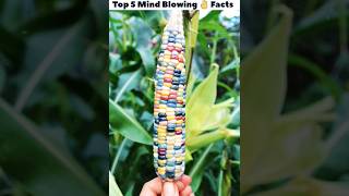 Glass gem corn ।। interesting 🤯 mind blowing youtubeshorts viral facts [upl. by Assirroc262]