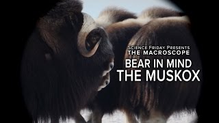 Inside the Mind of a Musk OX [upl. by Nannerb]